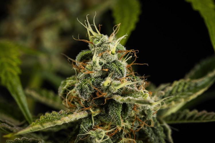 Sticky Queen - Farm #21. Week 8 - Sticky Queen - Day 56.