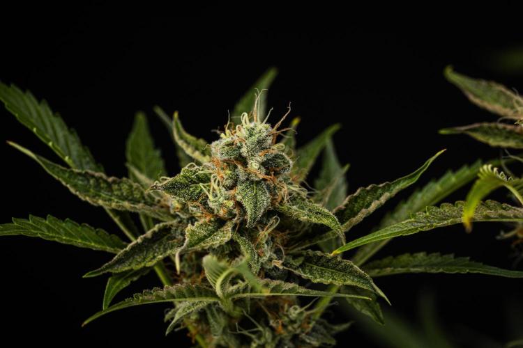 Sticky Queen - Farm #21. Week 8 - Sticky Queen - Day 56.