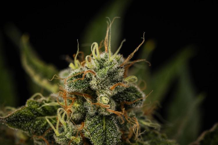Sticky Queen - Farm #21. Week 8 - Sticky Queen - Day 56.