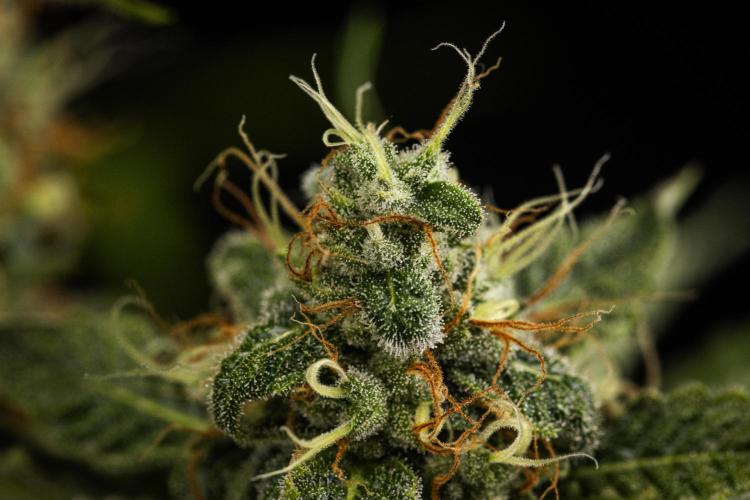 Sticky Queen - Farm #21. Week 8 - Sticky Queen - Day 56.