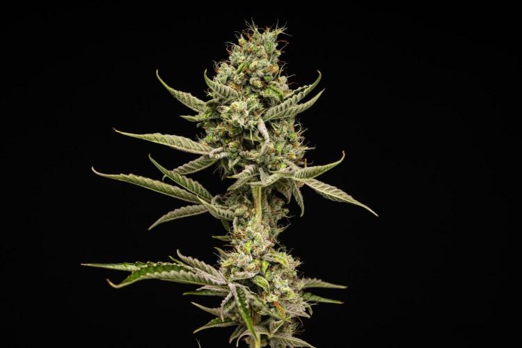 Sticky Queen Auto. Week 8