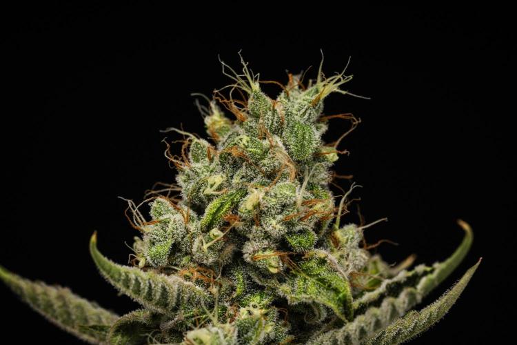 Sticky Queen - Farm #21. Week 8 - Sticky Queen - Day 56.