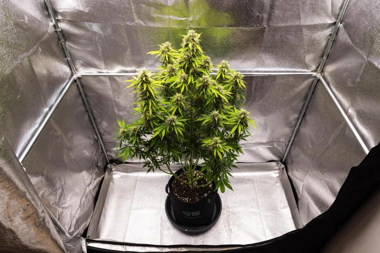 Tropicana Cookies Purple - Farm #21. Week 8 - Tropicana Cookies - Day 56.