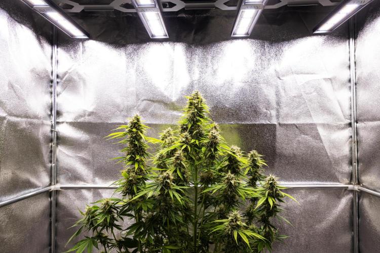 Tropicana Cookies Purple - Farm #21. Week 8 - Tropicana Cookies - Day 56.