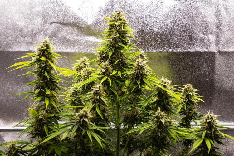 Tropicana Cookies Purple - Farm #21. Week 8 - Tropicana Cookies - Day 56.