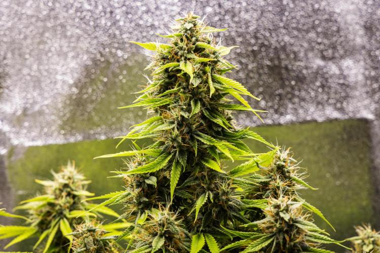 Tropicana Cookies Purple - Farm #21. Week 8 - Tropicana Cookies - Day 56.