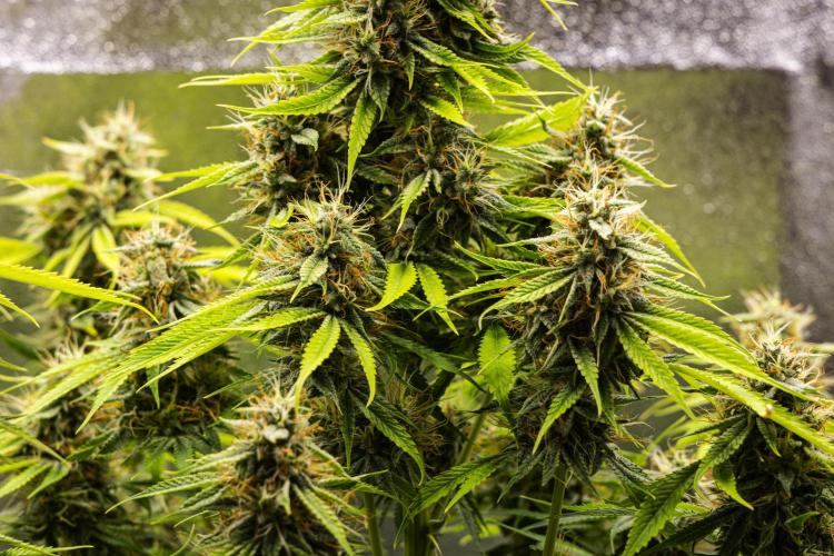 Tropicana Cookies Purple - Farm #21. Week 8 - Tropicana Cookies - Day 56.