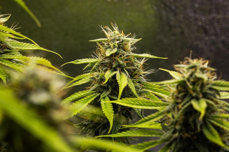 Tropicana Cookies Purple - Farm #21. Week 8 - Tropicana Cookies - Day 56.