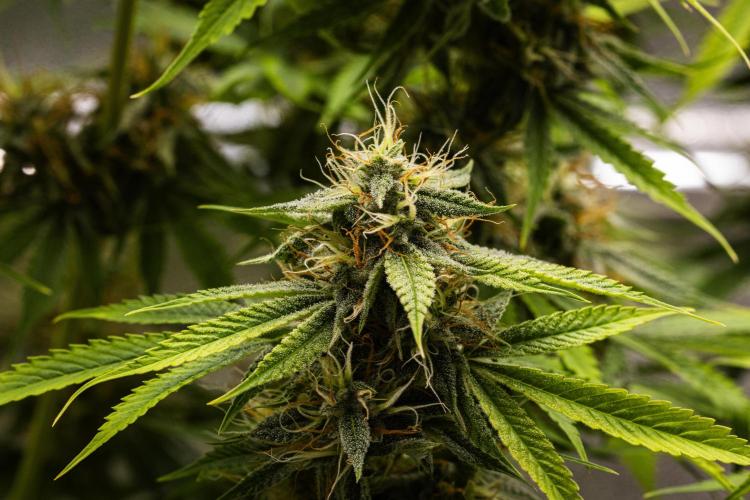 Tropicana Cookies Purple - Farm #21. Week 8 - Tropicana Cookies - Day 56.