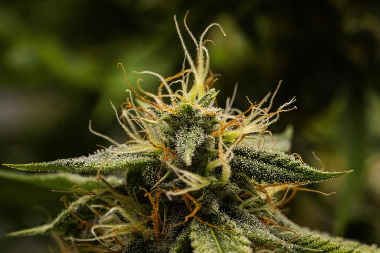 Tropicana Cookies Purple - Farm #21. Week 8 - Tropicana Cookies - Day 56.