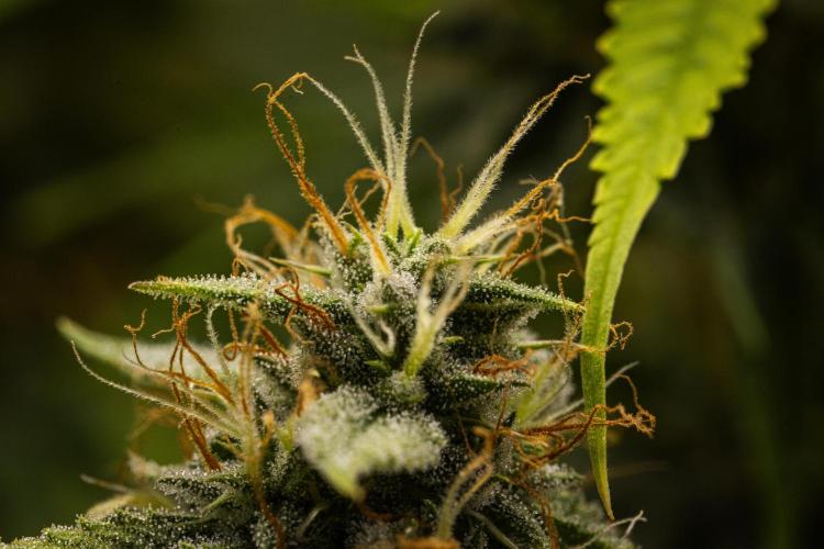 Tropicana Cookies Purple - Farm #21. Week 8 - Tropicana Cookies - Day 56.