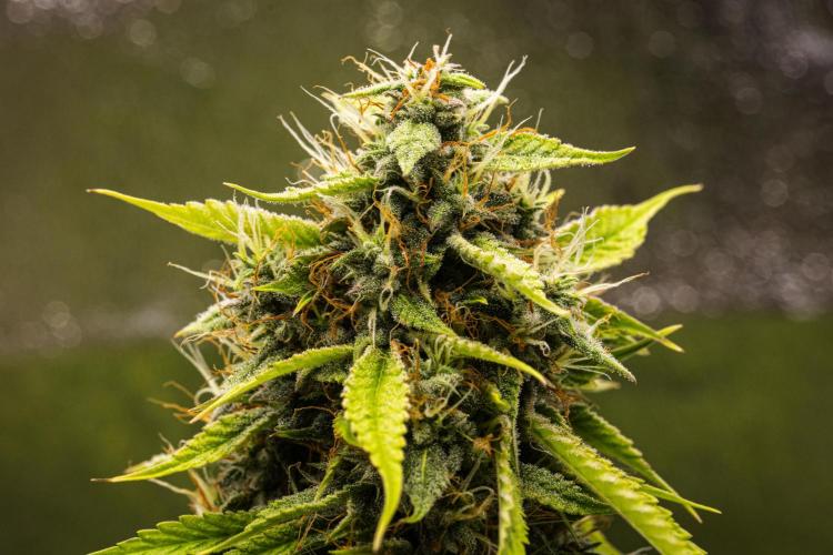 Tropicana Cookies Purple - Farm #21. Week 8 - Tropicana Cookies - Day 56.