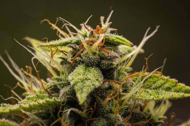 Tropicana Cookies Purple - Farm #21. Week 8 - Tropicana Cookies - Day 56.