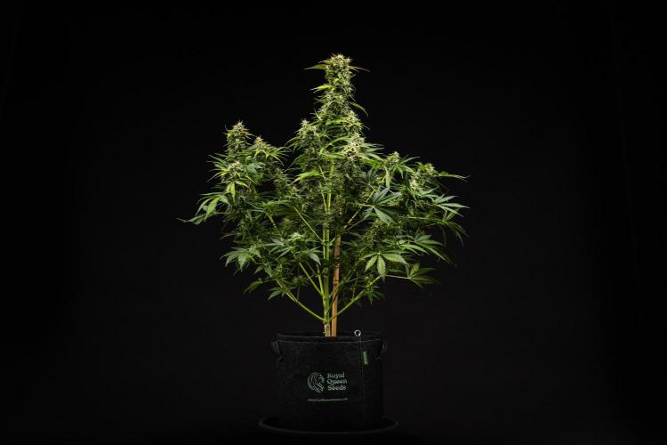 Royal Creamatic - Farm #21. Week 8 - Royal Creamatic - Day 56.