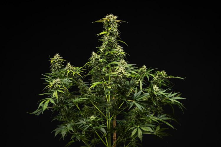 Royal Creamatic - Farm #21. Week 8 - Royal Creamatic - Day 56.