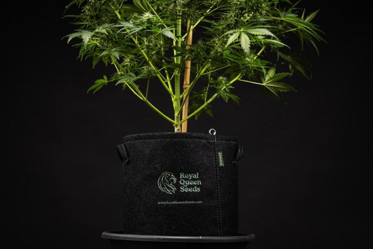 Royal Creamatic - Farm #21. Week 8 - Royal Creamatic - Day 56.