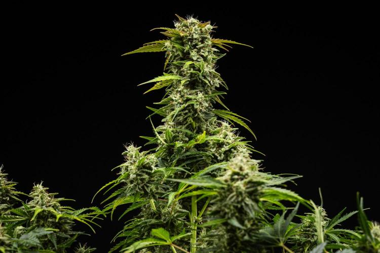 Royal Creamatic - Farm #21. Week 8 - Royal Creamatic - Day 56.