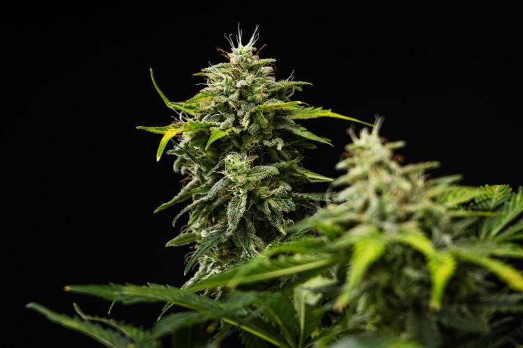 Royal Creamatic - Farm #21. Week 8 - Royal Creamatic - Day 56.
