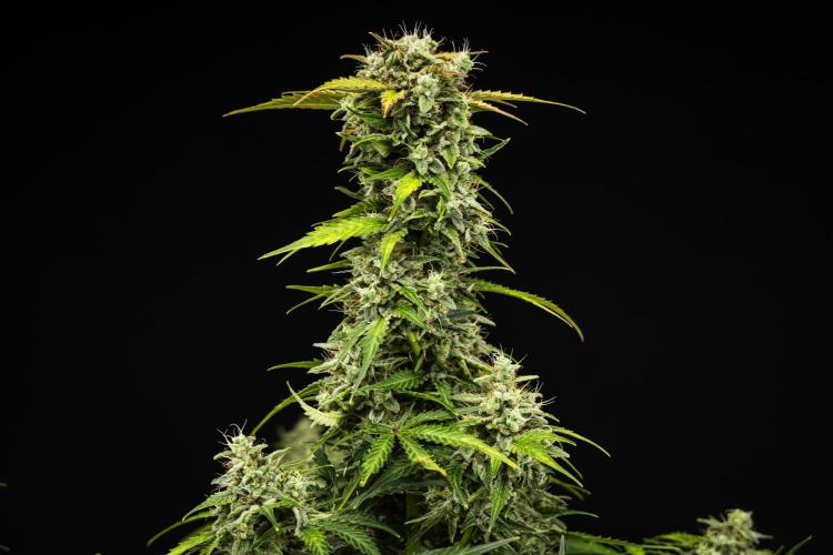 Royal Creamatic - Farm #21. Week 8 - Royal Creamatic - Day 56.