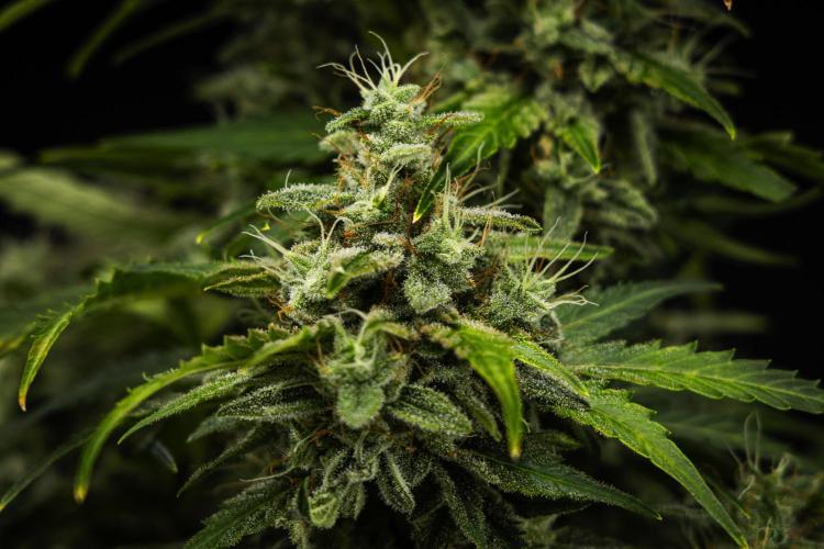 Royal Creamatic - Farm #21. Week 8 - Royal Creamatic - Day 56.