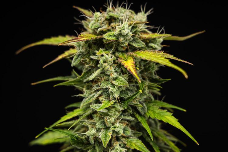 Royal Creamatic - Farm #21. Week 8 - Royal Creamatic - Day 56.