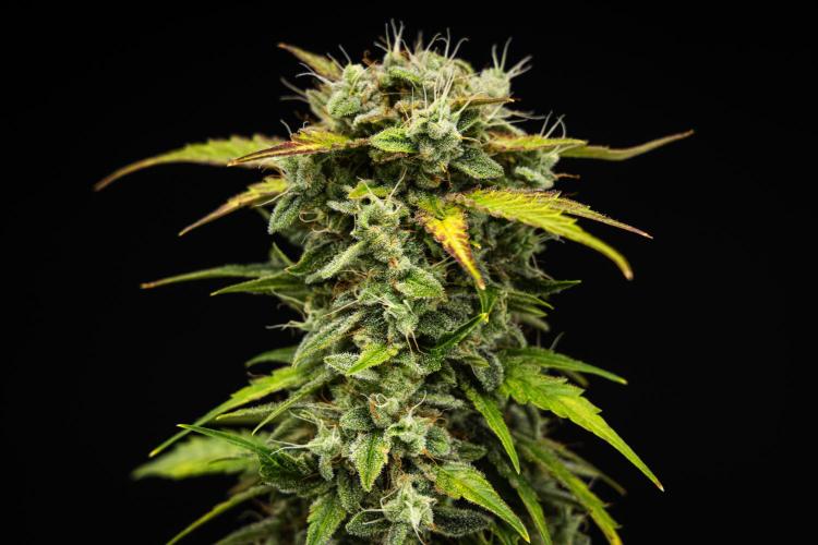 Royal Creamatic - Farm #21. Week 8 - Royal Creamatic - Day 56.