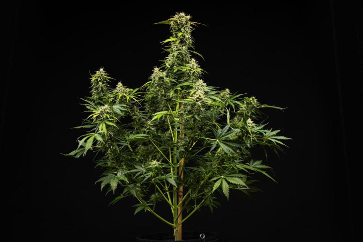 Royal Creamatic - Farm #21. Week 8 - Royal Creamatic - Day 56.