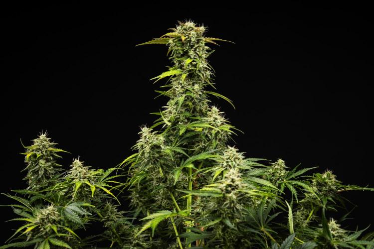 Royal Creamatic - Farm #21. Week 8 - Royal Creamatic - Day 56.