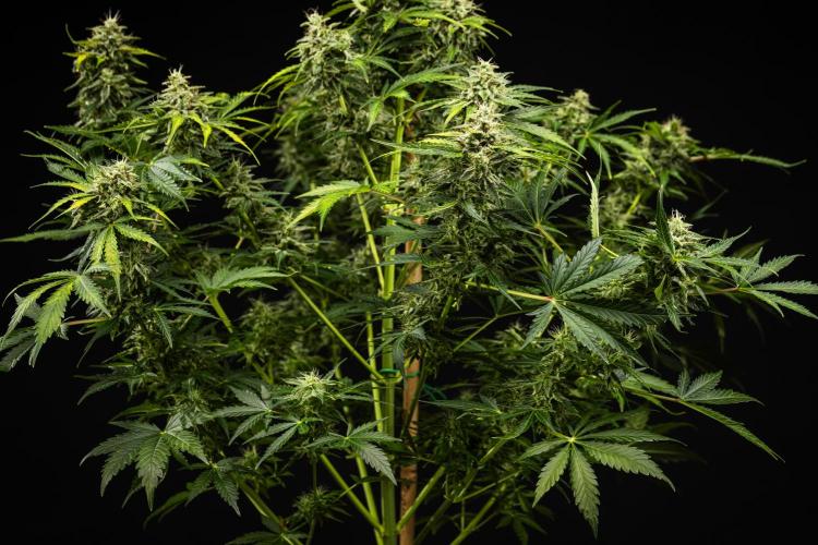 Royal Creamatic - Farm #21. Week 8 - Royal Creamatic - Day 56.
