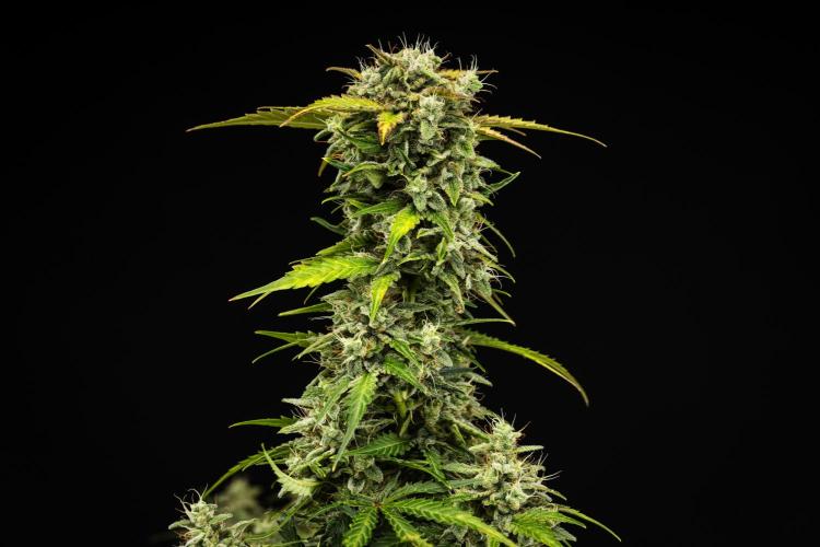 Royal Creamatic - Farm #21. Week 8 - Royal Creamatic - Day 56.