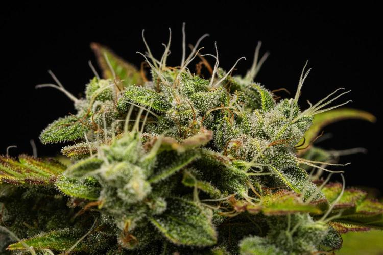 Royal Creamatic. Week 8