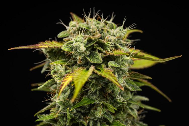 Royal Creamatic - Farm #21. Week 8 - Royal Creamatic - Day 56.
