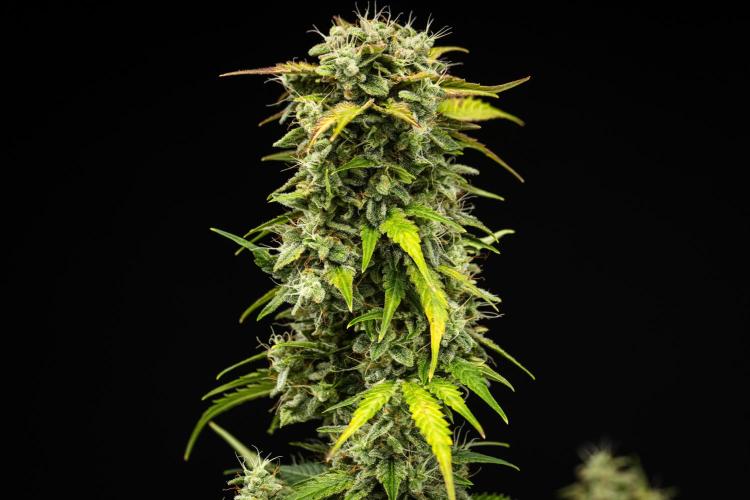 Royal Creamatic - Farm #21. Week 8 - Royal Creamatic - Day 56.