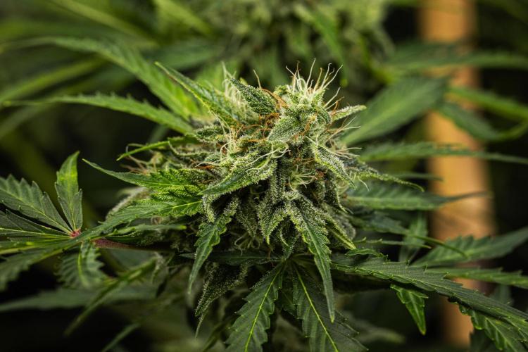 Royal Creamatic - Farm #21. Week 8 - Royal Creamatic - Day 56.