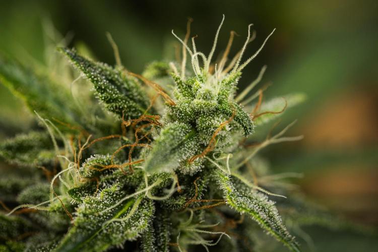 Royal Creamatic - Farm #21. Week 8 - Royal Creamatic - Day 56.
