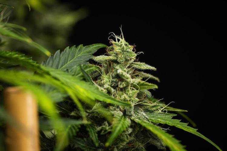 Royal Creamatic - Farm #21. Week 8 - Royal Creamatic - Day 56.