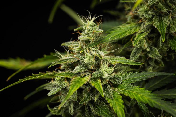 Royal Creamatic - Farm #21. Week 8 - Royal Creamatic - Day 56.