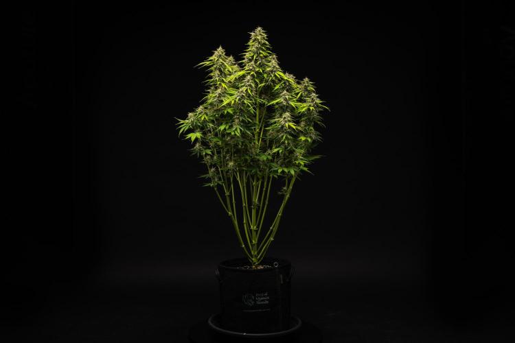Tropicana Cookies Purple - Farm #21. Week 9 - Tropicana Cookies - Day 63.