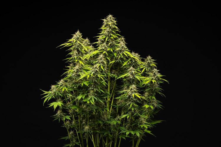 Tropicana Cookies Purple - Farm #21. Week 9 - Tropicana Cookies - Day 63.