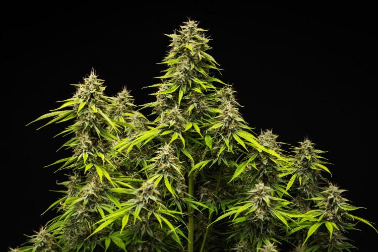 Tropicana Cookies Purple - Farm #21. Week 9 - Tropicana Cookies - Day 63.