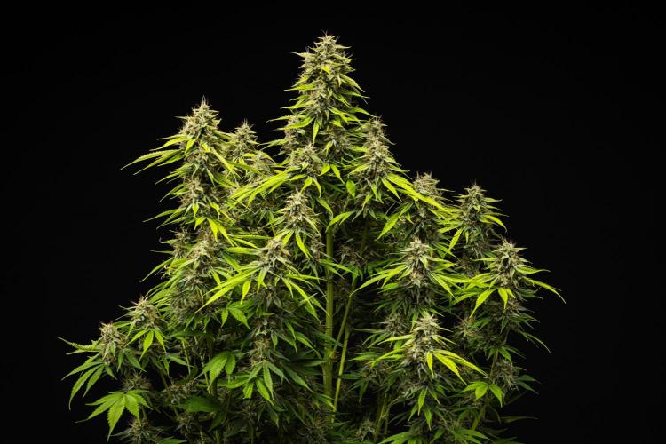 Tropicana Cookies Purple - Farm #21. Week 9 - Tropicana Cookies - Day 63.