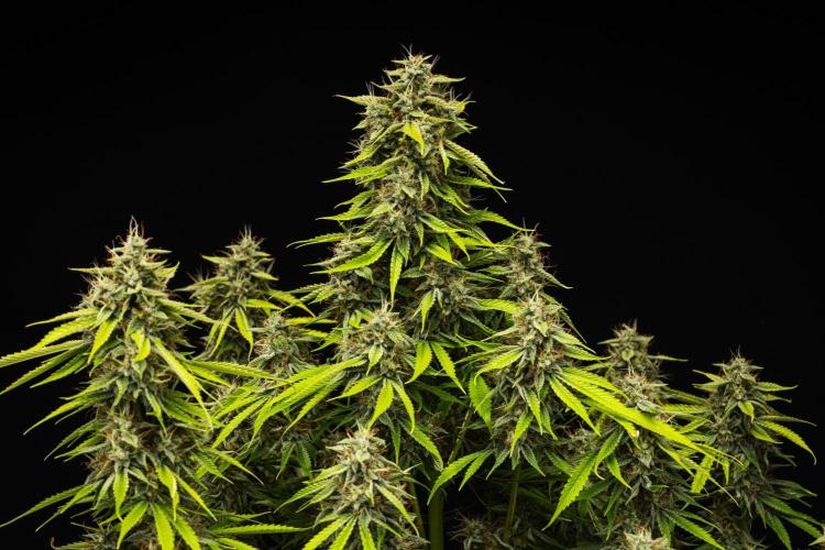 Tropicana Cookies Purple - Farm #21. Week 9 - Tropicana Cookies - Day 63.