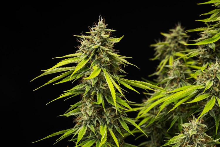 Tropicana Cookies Purple - Farm #21. Week 9 - Tropicana Cookies - Day 63.