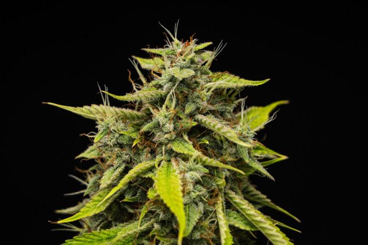 Tropicana Cookies Purple - Farm #21. Week 9 - Tropicana Cookies - Day 63.