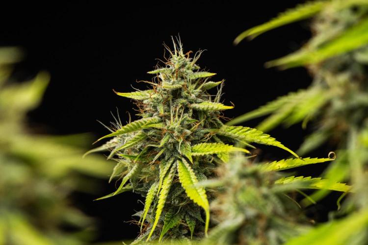 Tropicana Cookies Purple - Farm #21. Week 9 - Tropicana Cookies - Day 63.