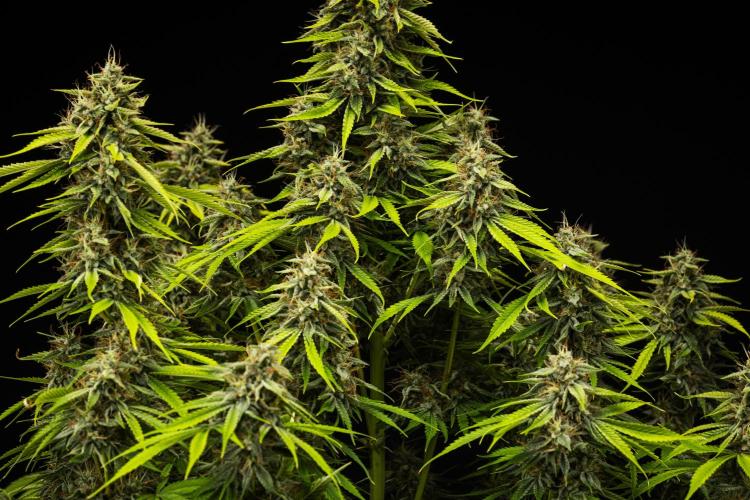 Tropicana Cookies Purple - Farm #21. Week 9 - Tropicana Cookies - Day 63.