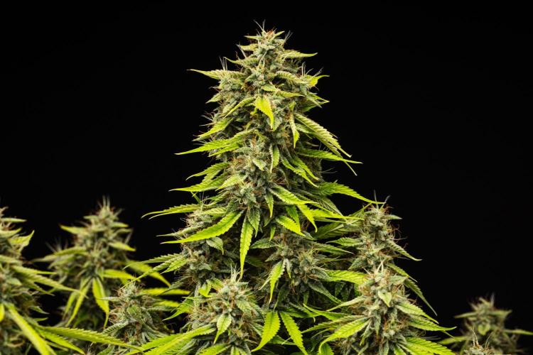 Tropicana Cookies Purple - Farm #21. Week 9 - Tropicana Cookies - Day 63.