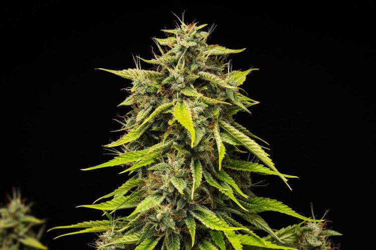 Tropicana Cookies Purple - Farm #21. Week 9 - Tropicana Cookies - Day 63.