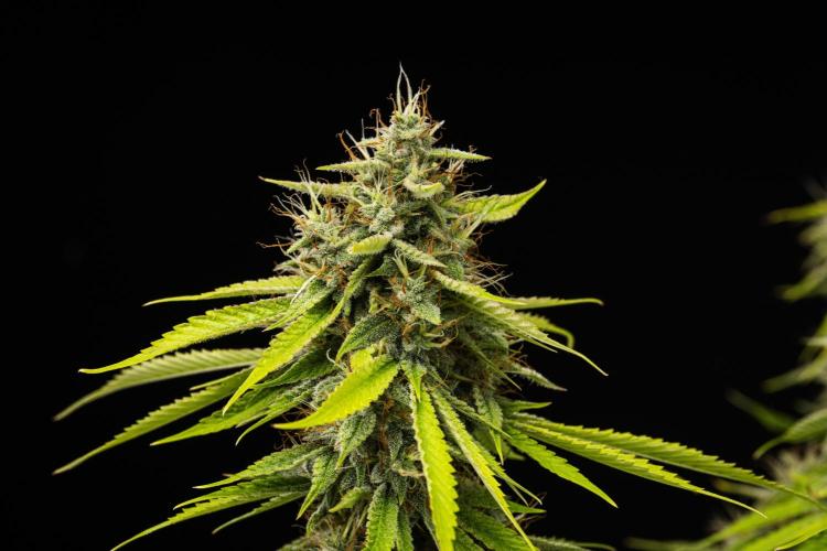 Tropicana Cookies Purple - Farm #21. Week 9 - Tropicana Cookies - Day 63.
