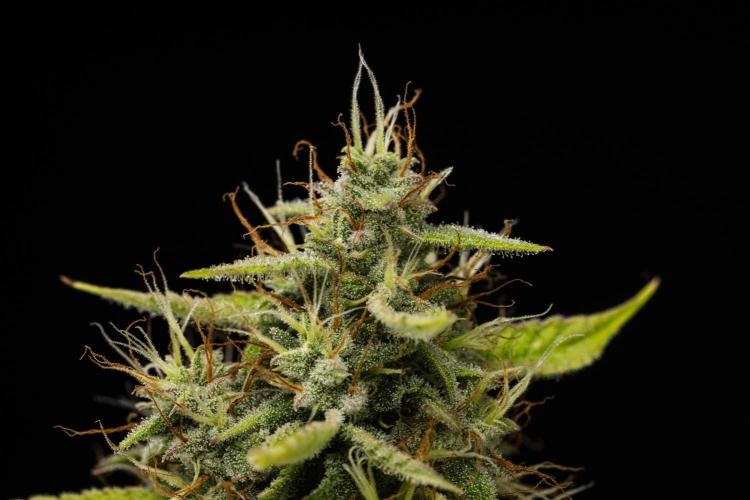 Tropicana Cookies Purple - Farm #21. Week 9 - Tropicana Cookies - Day 63.